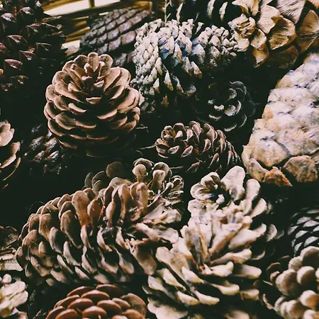 列文阿尔皮塔罗高山小屋豪华公寓 公寓