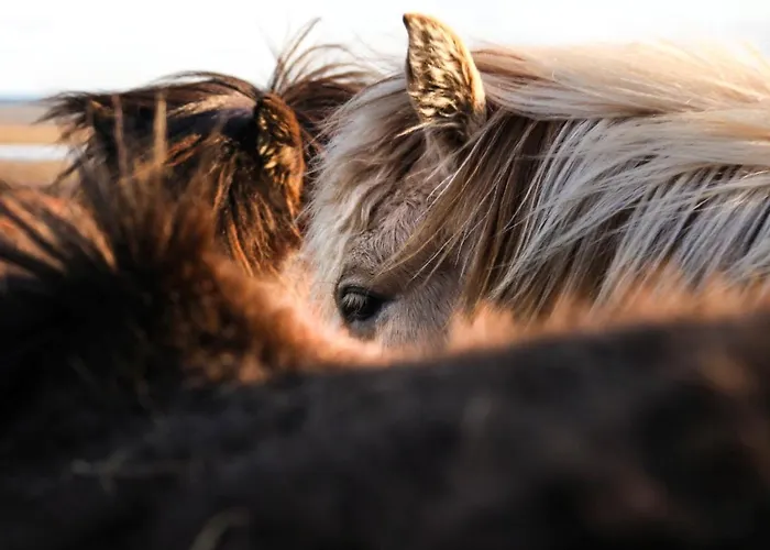 Lägenhet Levin Alppitalot Alpine Deluxe *